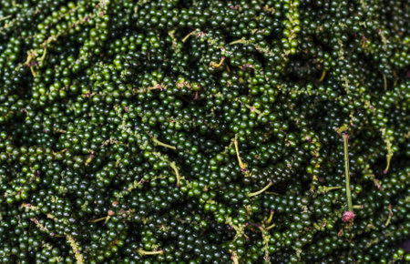 Bunch of raw fresh black peppercorns. Green pepper seeds. Backgroundの写真素材