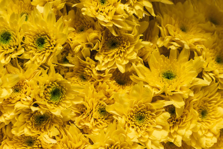 Yellow chrysantemums close up floral background. Soft focusの写真素材