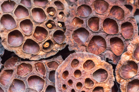 Dry lotus pods with some seeds and empty holes close up for back ground. Seed stem. Amazing plant designの写真素材