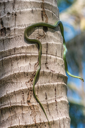 Golden tree snake or chrysopelea ornata climbing on coconut tree trunk, close up of pit viperの写真素材