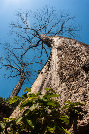 Huge beautiful kapok tree at Ta Prohm, ancient khmer Buddhist temple in Siem Reap, Cambodiaの写真素材