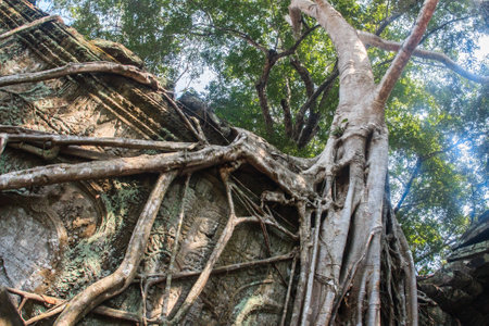Amazing incredible roots of the giant ancient trees of Ta Prohm, Angkor Wat, Siem Reap, Cambodia. The temple is also known as Tomb Raider.の写真素材