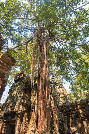 Ancient gallery of amazing Ta Prohm temple overgrown with trees. Mysterious ruins of Ta Prohm nestled among rainforest in Angkor, Siem Reap, Cambodia. Ta Prohm is also known as Tomb Raiderの写真素材
