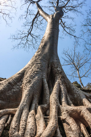 Amazing incredible huge roots of the giant ancient trees of Ta Prohm, Angkor Wat, Siem Reap, Cambodia. The temple is also known as Tomb Raider.の写真素材
