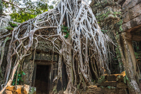 Ta Prohm, ancient khmer Buddhist temple in Siem Reap is known for the trees growing out of the ruins. This temple was used as the backdrop of a Tomb Raider film starring Angelina Jolie as Lara Croft.の写真素材
