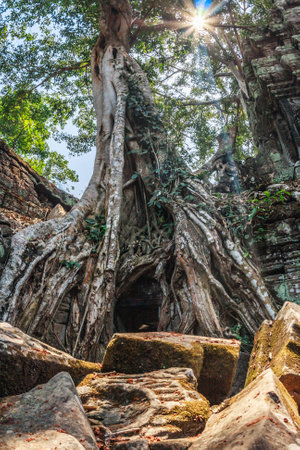 Amazing incredible giant ancient trees of Ta Prohm, Angkor Wat, Siem Reap, Cambodia. The temple is also known as Tomb Raider.の写真素材