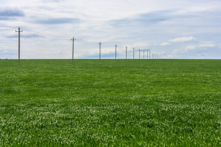 Green field of young wheat, poles with electrical wires into the distance and the cloudy skyの写真素材
