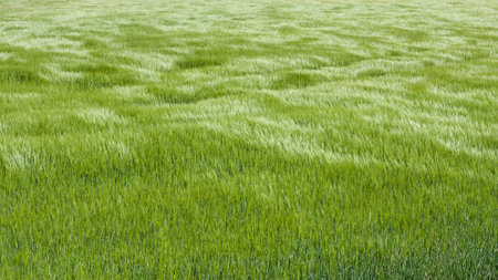 Natural green grass with the waves of wind. background texture. Element of design. Waves of wind rolling through fields of long grass of wheatの写真素材