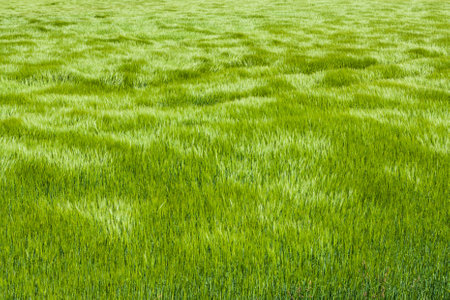 Natural green grass with the waves of wind. background texture. Element of design. Waves of wind rolling through fields of long grass of wheatの写真素材