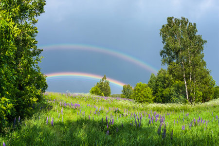 double rainbow in the blue cloudy sky over green meadow and a forest illuminated by the sun in the country sideの写真素材