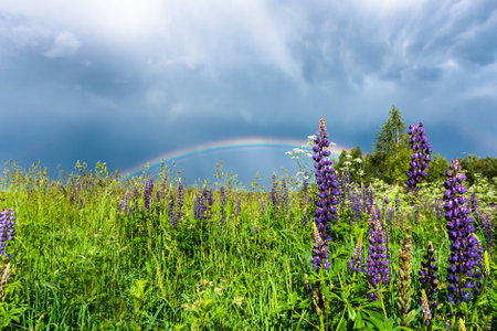 double rainbow in the blue cloudy sky over green meadow and a forest illuminated by the sun in the country sideの写真素材
