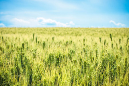 the field of young green wheat with selective focuse on some spikes, a landscape with the blue sky with some cloudsの写真素材