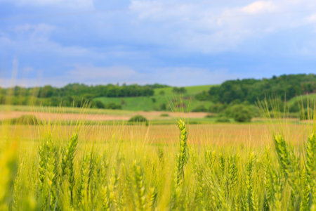 the field of young green wheat with selective focuse on some wheat spikes, closeup, a beautiful colorful landscape with the blue cloudy sky at sunsetの写真素材
