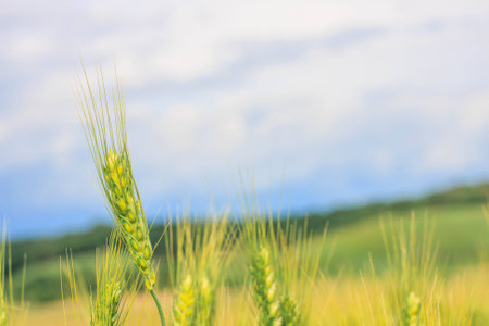 young green wheat spike closeup, a beautiful colorful landscape with the blue cloudy sky at sunset, selective focusの写真素材