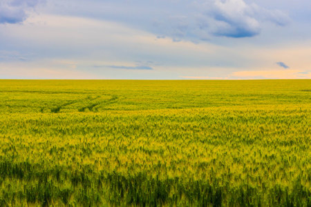 young green wheat field, a beautiful colorful landscape with the blue cloudy sky at sunset, selective focusの写真素材