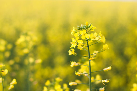 Beautiful flower of the rape. Many yellow flowers close-up, with a beautiful blur, bokeh, selective focus.の写真素材
