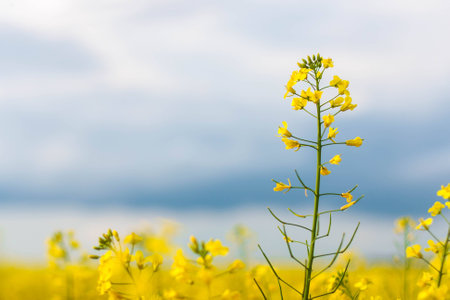 Beautiful flower of the rape. Many yellow flowers close-up, with a beautiful blur, bokeh, selective focus.の写真素材