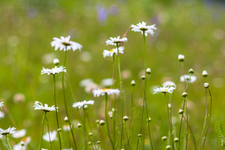 Wild camomile flowers growing in green grass, abstract floral natural ecology backgroundの写真素材