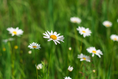 Wild camomile flowers growing in green grass, abstract floral natural ecology backgroundの写真素材