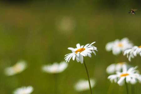 Wild camomile flowers growing in green grass, abstract floral natural ecology backgroundの写真素材