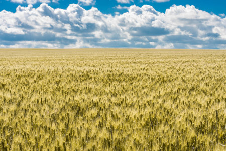 a beautiful summer landscape of ripened golden wheat field ready for harvest with dramatic sky and cloudsの写真素材