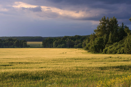 a beautiful colorful landscape of the wheat field and dramatic sky at sunset, stormy weather, special lighteningの写真素材