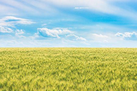 the field of young green wheat with selective focuse on some spikes, a landscape with the blue sky with some cloudsの写真素材