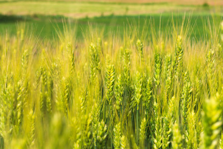 the field of young green wheat with selective focuse on some wheat spikes closeup, a beautiful colorful landscape with the blue cloudy sky at sunsetの写真素材