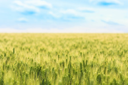 blurred background of the field of young green wheat with selective focuse on some spikes, a landscape with the blue sky with some cloudsの写真素材