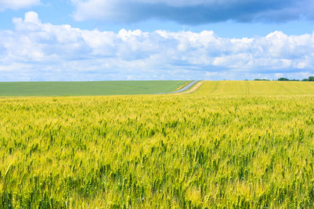 the field of young green wheat and a country road, a rural landscape with the blue sky with cloudsの写真素材