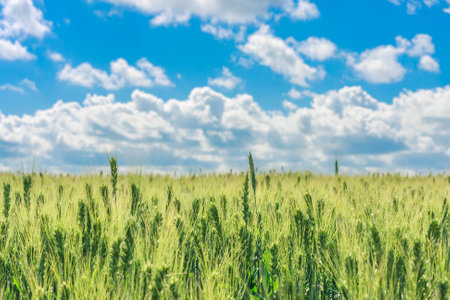 the field of young green wheat with selective focuse on some spikes, a landscape with the blue sky with cloudsの写真素材