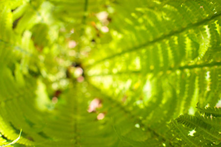 Center or heart of fresh fern bush. Nature background. Summer green forest. Plants pattern. Blurred, selective focuse. Top view, copy spaceの写真素材