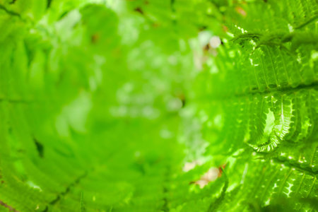 Center or heart of fresh fern bush. Nature background. Summer green forest. Plants pattern. Blurred copy space. Top viewの写真素材