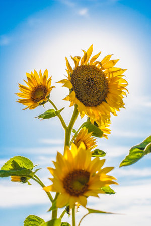 Close up of single wild sunflower with three flowers in sun backlight staying in the wind, blue skyの写真素材