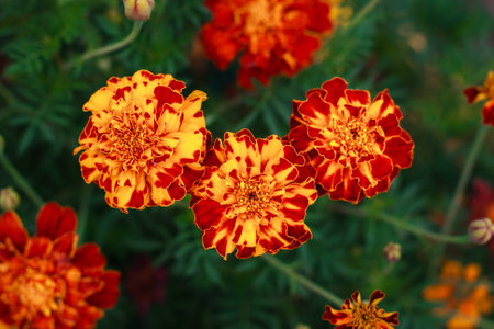 Marigolds in the garden. Field of marigold flowers Tagetes erecta, Mexican marigold, Aztec marigold, African marigoldの写真素材