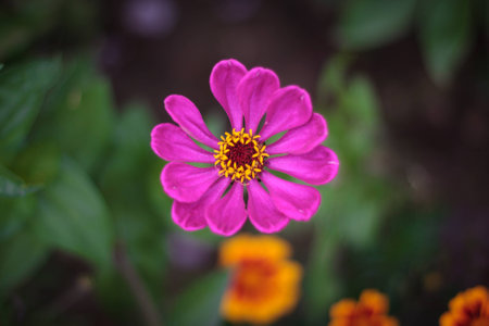 Bright colorful close up of one purple beautiful flower of the zinnia elegance or pink common zinnia in the garden, top view, on the green leaves bokeh backgroundの写真素材