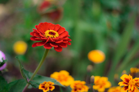 Bright colorful close up of one red beautiful flower of the zinnia elegance or common zinnia in the garden, top view, on the green leaves and marigolds bokeh backgroundの写真素材