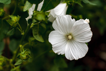 Close-up of a single flower of Annual mallow in the garden, Lavatera trimestris,. Called Rose Mallow, Royal Mallow and Regal Mallow also. Another scientific name is Althaeae trimestrisの写真素材
