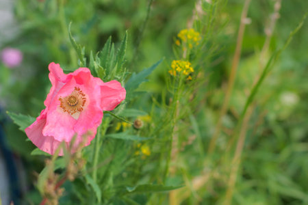 close-up of a beautiful single pink poppy on a green grass bokeh background. Spring, summer concept. Card with the copy spaceの写真素材