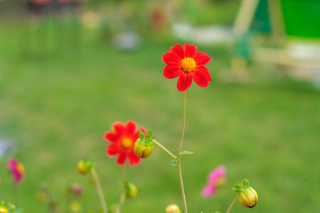 Amazing beautiful bokeh background with bright red or pink or coral dahlia flowers. A colorful floral nature gardenの写真素材