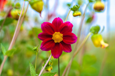 Amazing beautiful bokeh background with bright purple dahlia flowers. A colorful floral gardenの写真素材