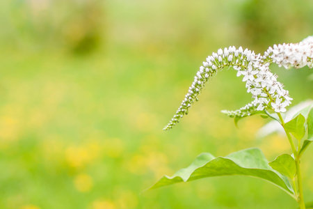Tender and smooth white flowers in the garden on the green blurred background ant the copy space for the text. Spring or summer holiday cardの写真素材