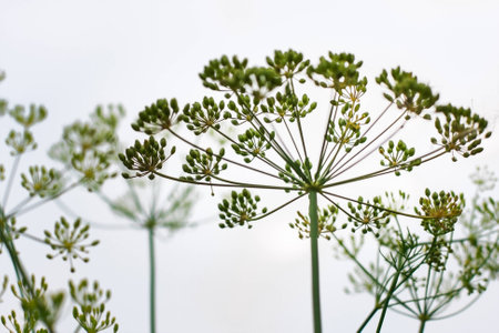 Close up of blooming dill flowers in seasoning kitchen garden. Fresh fennel blossoms on the blurred background. Selective focus, social network conceptの写真素材