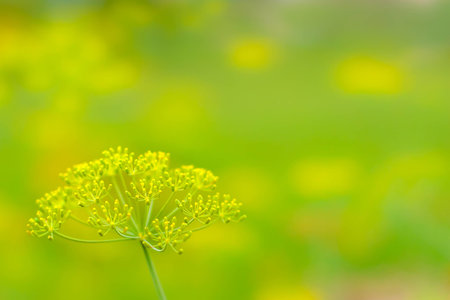 Close up of blooming dill flowers in seasoning kitchen garden. Fresh fennel blossoms on the green...