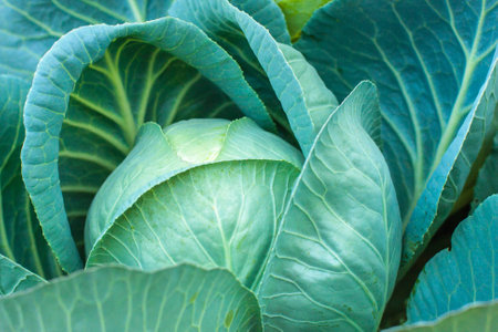 Close-up of fresh cabbage in the vegetable gardenの写真素材
