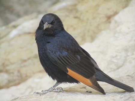 awesome birdの写真素材