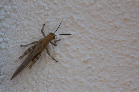 Local locustの写真素材