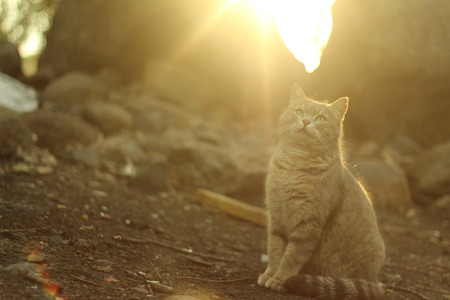 A cat in the sunset backgroundの写真素材