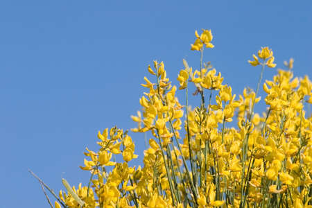 Blue & Yellow flowers.の写真素材