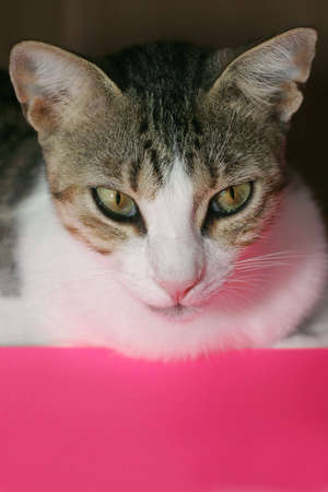 Add your text.の写真素材